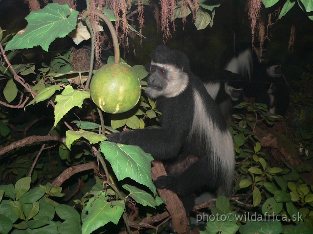 Picture 225.jpg - Eastern Black and White Colobus Monkey (Colobus guereza).